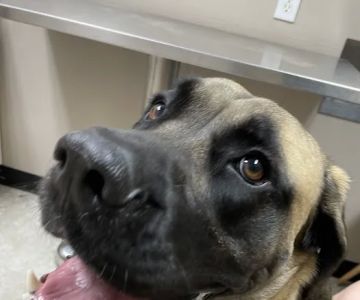 High Country Veterinary Hospital