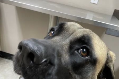High Country Veterinary Hospital