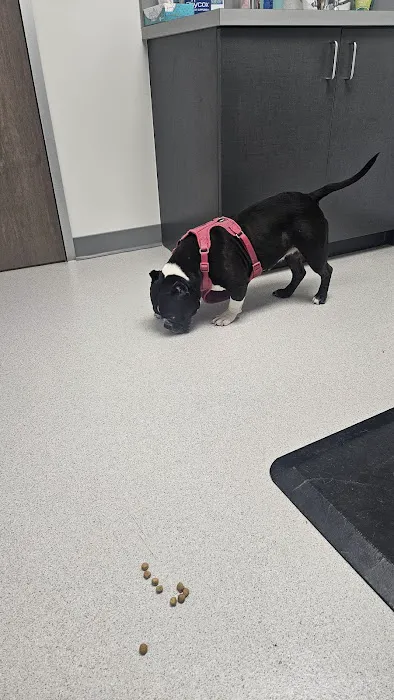 Clearview Animal Hospital 12