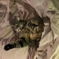 Clearview Animal Hospital ico