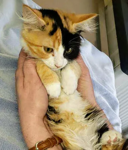 Clearview Animal Hospital 12