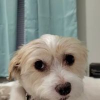 Vetco ico