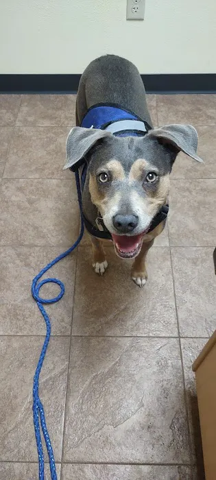 Animal Hospital of Colorado Springs 12