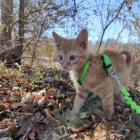 Fountain Valley Animal Hospital ico