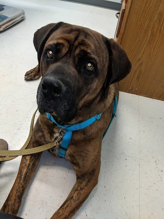 Fountain Valley Animal Hospital 12