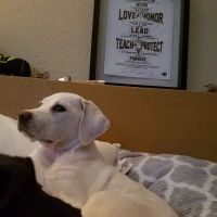 Banfield Pet Hospital ico