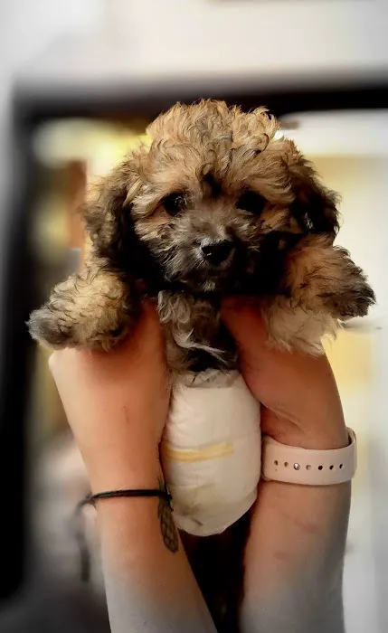 Banfield Pet Hospital 12