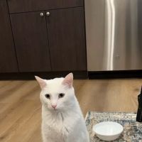 CatTails Feline Health Center ico