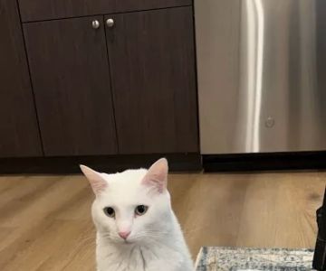 CatTails Feline Health Center