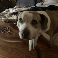 Brown Veterinary Hospital ico