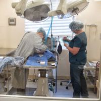 Bear Creek Veterinary Care ico