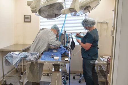 Bear Creek Veterinary Care