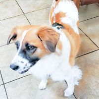 Cheyenne Mountain Animal Hospital ico
