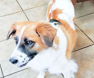 Cheyenne Mountain Animal Hospital