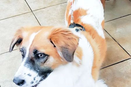 Cheyenne Mountain Animal Hospital
