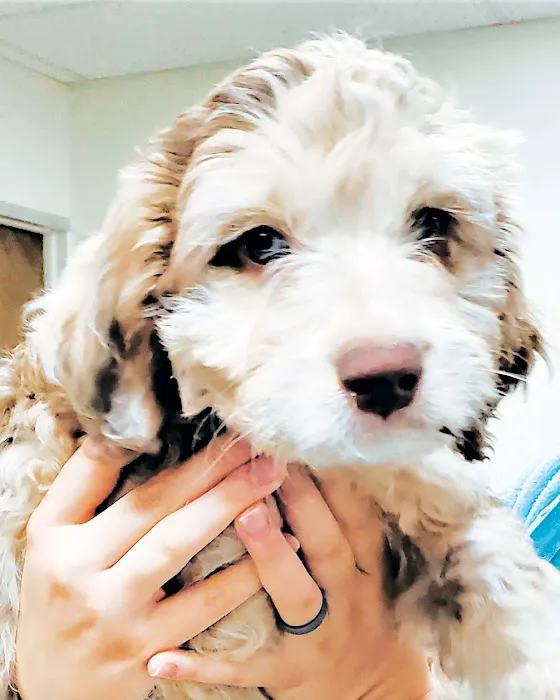 Cheyenne Mountain Animal Hospital 12