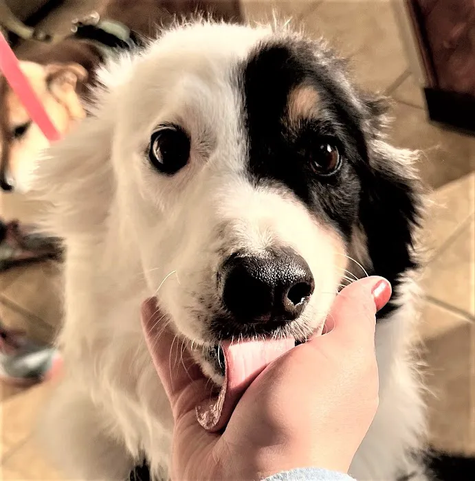 Cheyenne Mountain Animal Hospital 12
