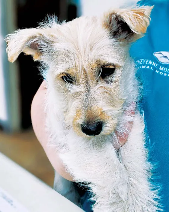 Cheyenne Mountain Animal Hospital 12