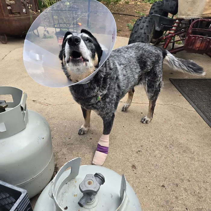 Mountain Pets Veterinary Clinic 12