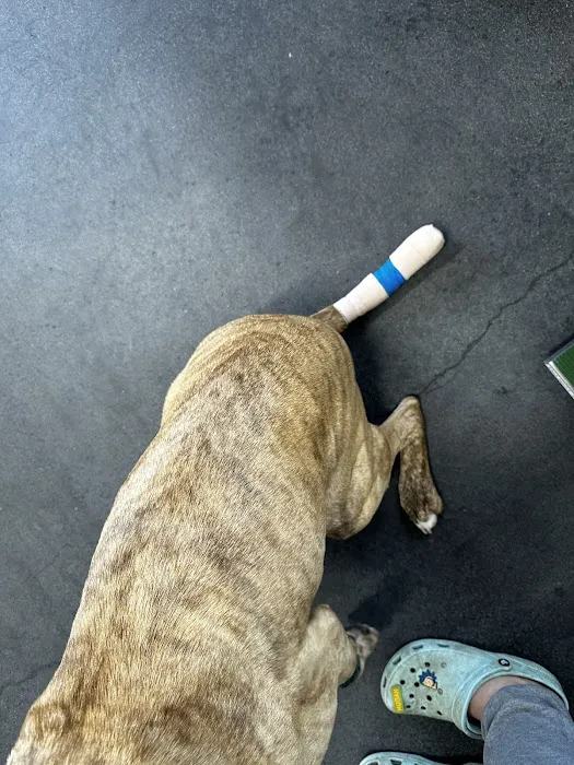 Mountain Pets Veterinary Clinic 12