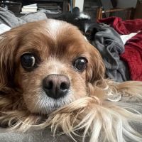 Mountain Pets Veterinary Clinic ico
