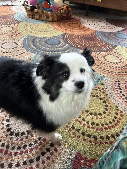 Mountain Pets Veterinary Clinic 12