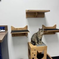 Red Rock Veterinary Health ico
