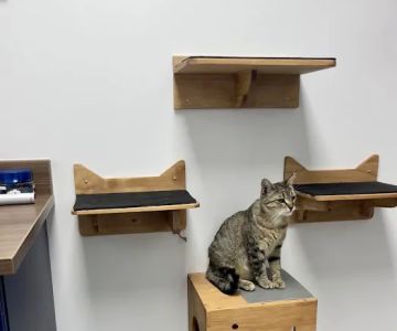Red Rock Veterinary Health