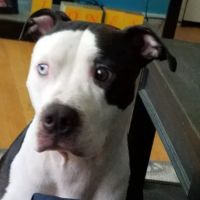 Grace Veterinary Clinic ico
