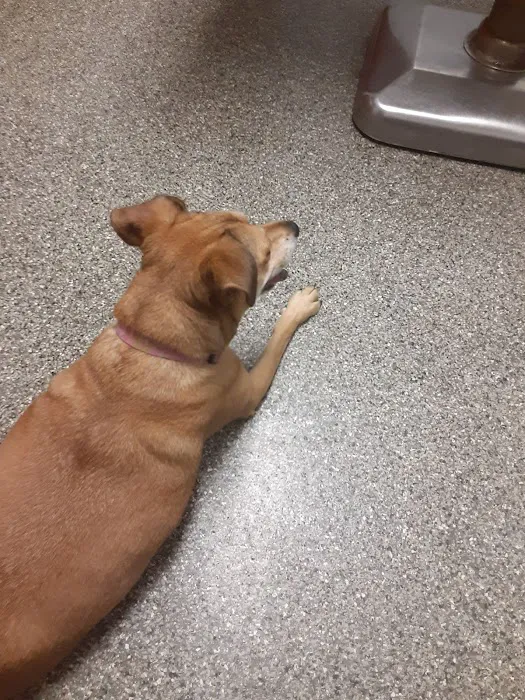 Chatham Veterinary Clinic 12