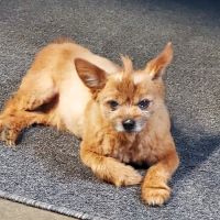 Chatham Veterinary Clinic ico
