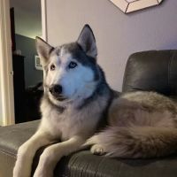 Five Star Veterinary Center ico