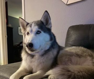 Five Star Veterinary Center