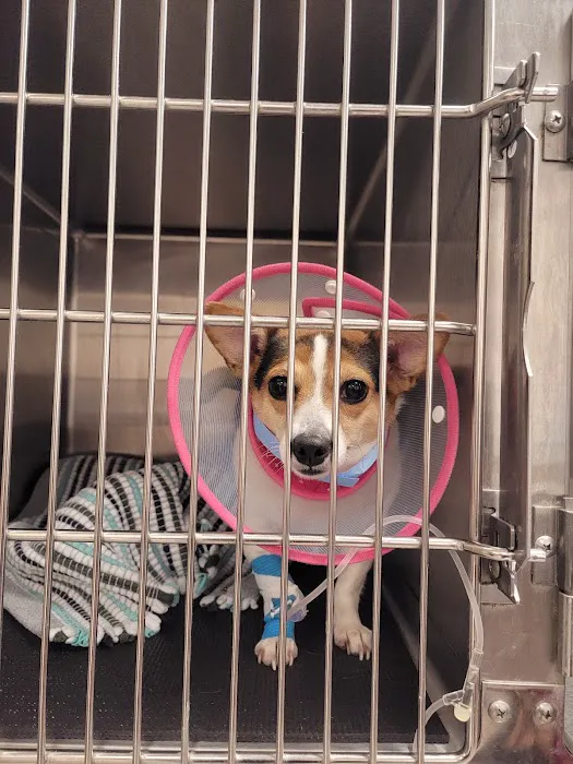 Five Star Veterinary Center 12
