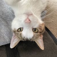 Laketown Animal Hospital ico