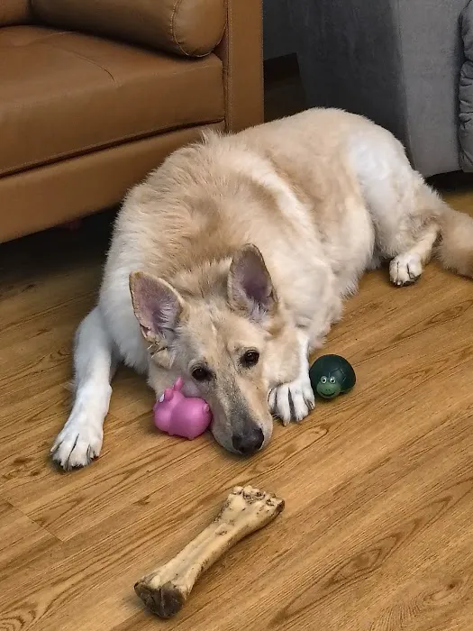 Wolf Veterinary Services 12