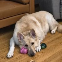 Wolf Veterinary Services ico