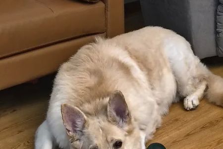 Wolf Veterinary Services