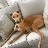 West Lake Animal Hospital ico