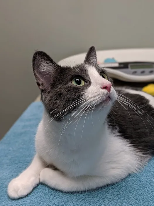 West Lake Animal Hospital 12
