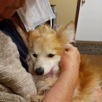 Auburn Veterinary Service ico