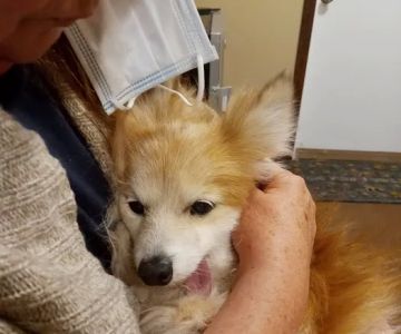 Auburn Veterinary Service