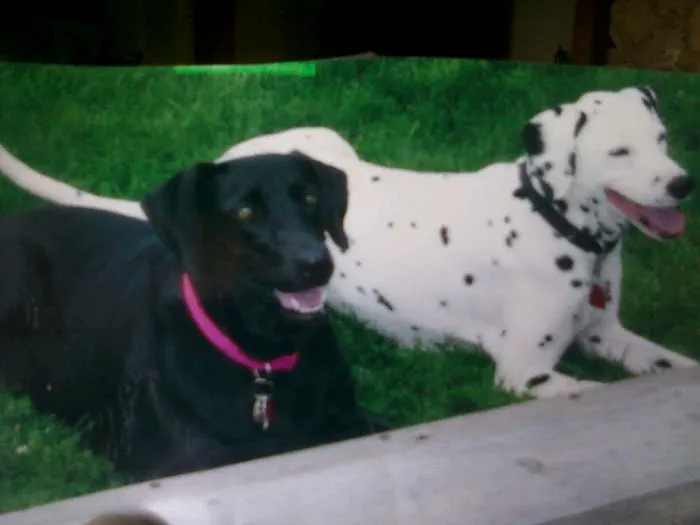 Parkway Veterinary Clinic: Snyder Sean DVM 12