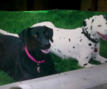 Parkway Veterinary Clinic: Snyder Sean DVM