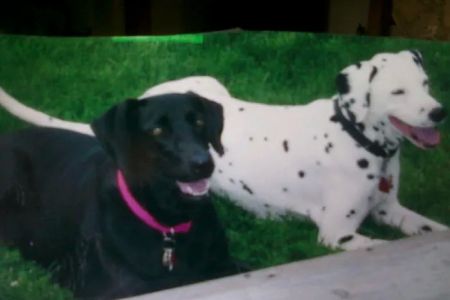 Parkway Veterinary Clinic: Snyder Sean DVM