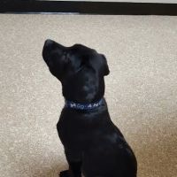 Coble Animal Hospital ico