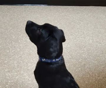 Coble Animal Hospital