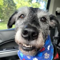Capitol Illini Veterinary Services - Springfield ico