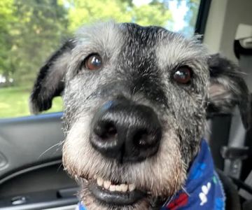 Capitol Illini Veterinary Services - Springfield