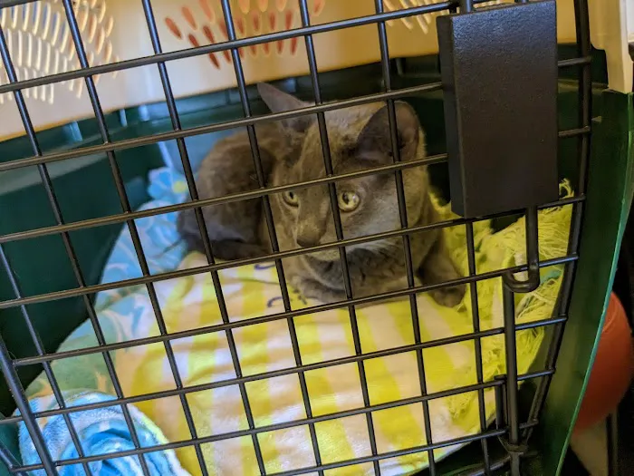 Animal Medical Clinic Of Springfield 2